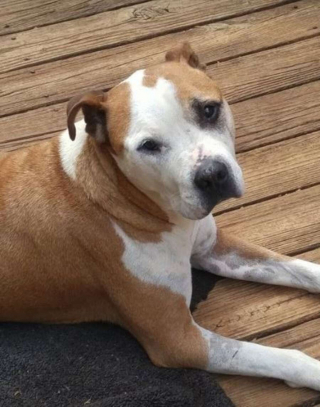 Illustration de l'article : Un chien errant devient le héros d'une inconnue attaquée par un individu armé