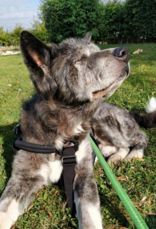 Illustration de l'article : Abandonné par son ancien propriétaire, ce chien senior retrouve l'amour à 17 ans