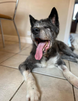 Illustration de l'article : Abandonné par son ancien propriétaire, ce chien senior retrouve l'amour à 17 ans