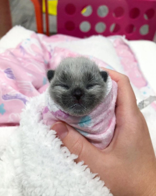 Illustration de l'article : Contemplez ces 20 photos d'un chaton adorable au pelage unique !