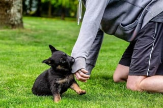 Illustration de l'article : 20 chiots policiers jouant les durs dès leur premier jour de formation