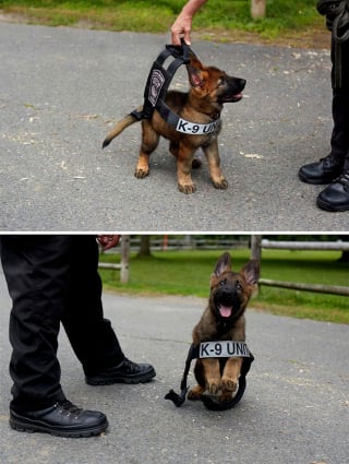 Illustration de l'article : 20 chiots policiers jouant les durs dès leur premier jour de formation