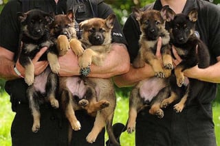 Illustration de l'article : 20 chiots policiers jouant les durs dès leur premier jour de formation