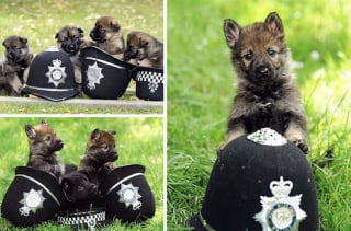 Illustration de l'article : 20 chiots policiers jouant les durs dès leur premier jour de formation