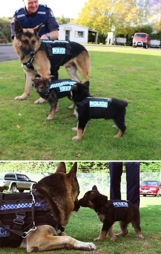 Illustration de l'article : 20 chiots policiers jouant les durs dès leur premier jour de formation