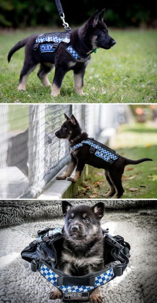 Illustration de l'article : 20 chiots policiers jouant les durs dès leur premier jour de formation