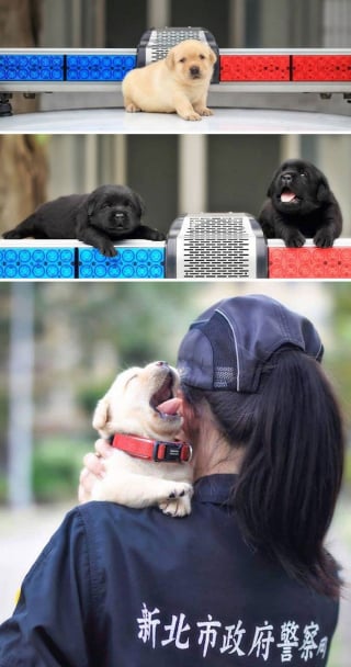 Illustration de l'article : 20 chiots policiers jouant les durs dès leur premier jour de formation