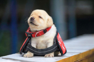 Illustration de l'article : 20 chiots policiers jouant les durs dès leur premier jour de formation