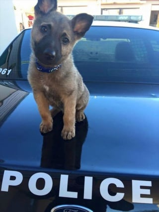 Illustration de l'article : 20 chiots policiers jouant les durs dès leur premier jour de formation