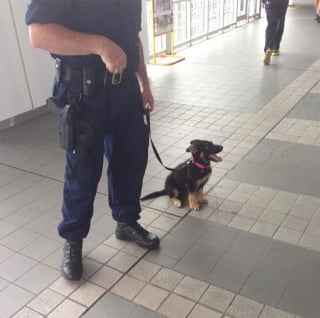 Illustration de l'article : 20 chiots policiers jouant les durs dès leur premier jour de formation