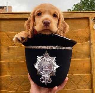 Illustration de l'article : 20 chiots policiers jouant les durs dès leur premier jour de formation