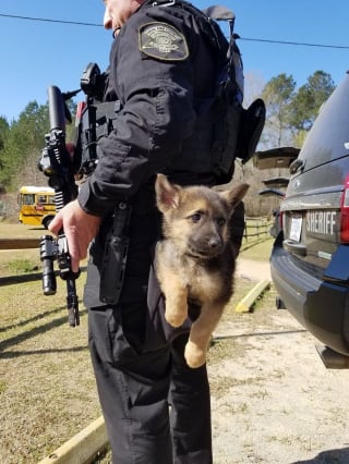Illustration de l'article : 20 chiots policiers jouant les durs dès leur premier jour de formation