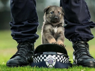 Illustration de l'article : 20 chiots policiers jouant les durs dès leur premier jour de formation