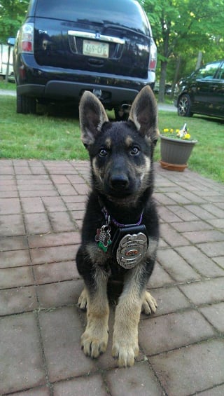Illustration de l'article : 20 chiots policiers jouant les durs dès leur premier jour de formation