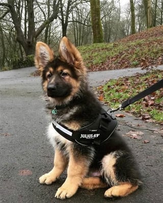 Illustration de l'article : 20 chiots policiers jouant les durs dès leur premier jour de formation