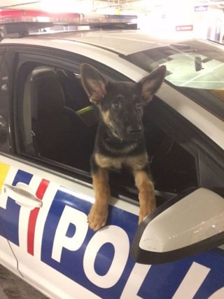 Illustration de l'article : 20 chiots policiers jouant les durs dès leur premier jour de formation