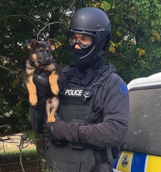 Illustration de l'article : 20 chiots policiers jouant les durs dès leur premier jour de formation
