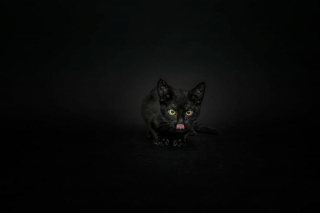 Illustration de l'article : 14 photos artistiques soulignant la beauté des chats noirs