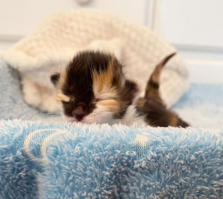 Illustration de l'article : Trouvé dans la rue à l'âge de 2 jours, ce chaton ouvre les yeux pour la première fois et découvre la vie