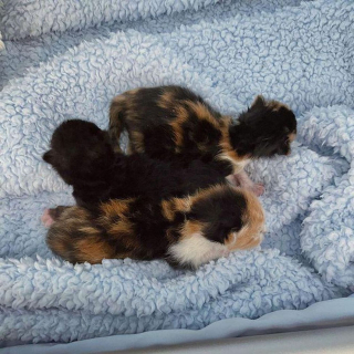Illustration de l'article : Trouvé dans la rue à l'âge de 2 jours, ce chaton ouvre les yeux pour la première fois et découvre la vie