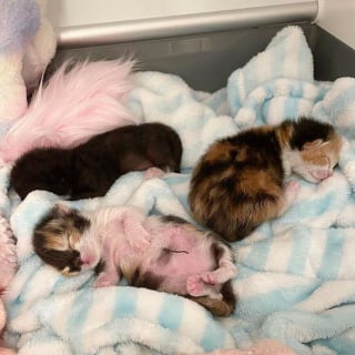 Illustration de l'article : Trouvé dans la rue à l'âge de 2 jours, ce chaton ouvre les yeux pour la première fois et découvre la vie
