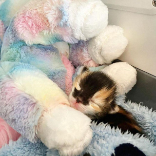Illustration de l'article : Trouvé dans la rue à l'âge de 2 jours, ce chaton ouvre les yeux pour la première fois et découvre la vie