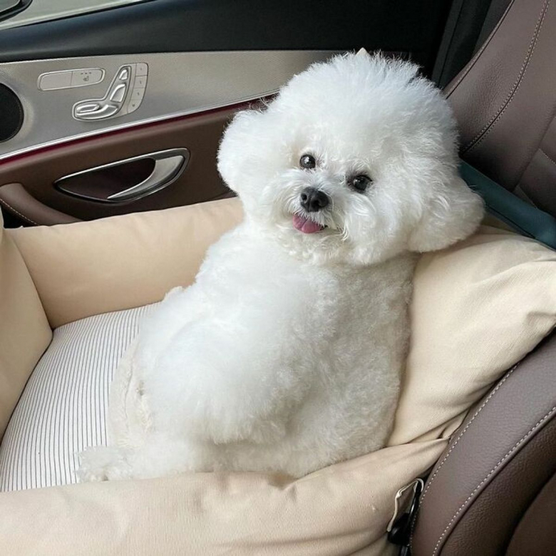 https://www.woopets.fr/assets/ckeditor/2021/oct/all/12280/xl/Meet-Ham-Arang-the-dog-who-is-conquering-the-internet-with-his-smile-6167e199a6c26__700.jpg