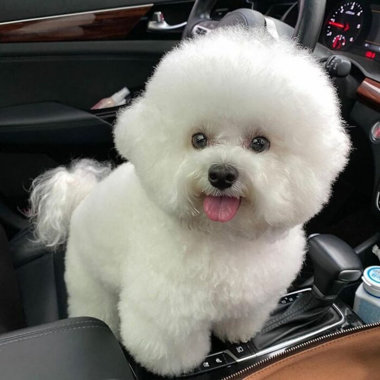 https://www.woopets.fr/assets/ckeditor/2021/oct/all/12280/xl/Meet-Ham-Arang-the-dog-who-is-conquering-the-internet-with-his-smile-6167e1a67d3a5__700.jpg