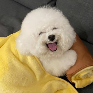 Illustration de l'article : Ces 20 photos mettant en valeur la bouille adorable d'un petit chien rendront votre journée meilleure