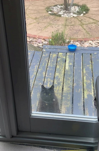 Illustration de l'article : Chaque jour, un chat "frappe à la porte" de ses voisins pour jouer avec leur chien, devenu son meilleur ami (vidéo)