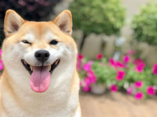 Illustration de l'article : 17 photos de Shiba Inu qui s'aiment, malgré la différence de caractère