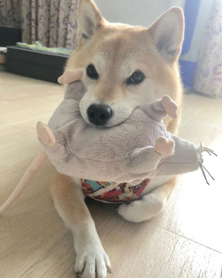 Illustration de l'article : 17 photos de Shiba Inu qui s'aiment, malgré la différence de caractère