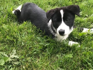 Illustration de l'article : 18 photos de Chiens d'ours de Carélie, une race que vous aurez envie d'apprendre à connaître