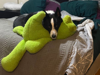 Illustration de l'article : 18 photos de Chiens d'ours de Carélie, une race que vous aurez envie d'apprendre à connaître