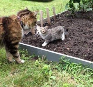 Illustration de l'article : Un chaton errant fait irruption dans un jardin et se lie d'amitié avec le chat de la maison en espérant quitter la rue