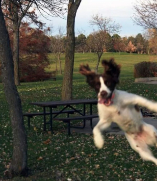 Illustration de l'article : 20 chiens qui ont décidé de ruiner la photo qui s'annonçait parfaite