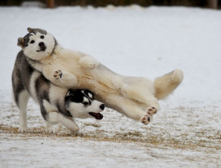 Illustration de l'article : 20 chiens qui ont décidé de ruiner la photo qui s'annonçait parfaite