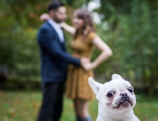 Illustration de l'article : 20 chiens qui ont décidé de ruiner la photo qui s'annonçait parfaite