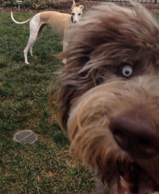 Illustration de l'article : 20 chiens qui ont décidé de ruiner la photo qui s'annonçait parfaite