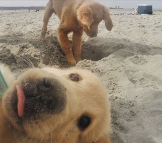 Illustration de l'article : 20 chiens qui ont décidé de ruiner la photo qui s'annonçait parfaite