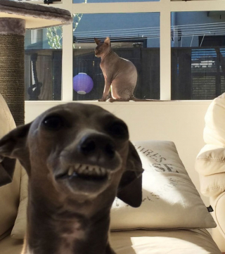 Illustration de l'article : 20 chiens qui ont décidé de ruiner la photo qui s'annonçait parfaite