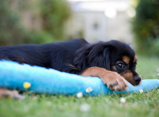 Illustration de l'article : 10 races de chiens qui peuvent parfaitement s'entendre avec un chat
