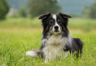 Illustration de l'article : 10 races de chiens qui peuvent parfaitement s'entendre avec un chat