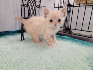 Illustration de l'article : Un chaton errant à la démarche bancale fou de joie depuis qu'il a quitté la rue