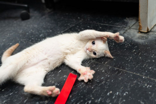 Un Chaton Errant A La Demarche Bancale Fou De Joie Depuis Qu Il A Quitte La Rue