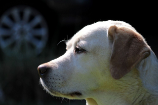 Illustration de l'article : Une propriétaire excédée contre un agent de sécurité ayant brisé la vitre de sa voiture dans laquelle son chien était enfermé