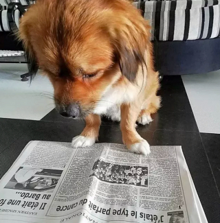Illustration de l'article : 15 chiens pour qui le journal du matin est un objet sacré