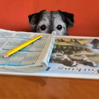Illustration de l'article : 15 chiens pour qui le journal du matin est un objet sacré