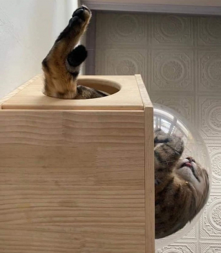 Illustration de l'article : 15 chiens et chats qui nous offrent un moment unique en photos