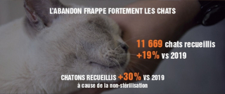 Illustration de l'article : La SPA dénonce un triste record d'abandons des animaux de compagnie pour l'été 2021 et demande de stopper "l'hémorragie"